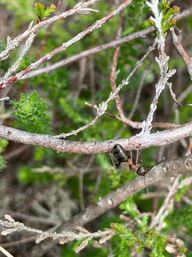 Formica polyctena photo 29