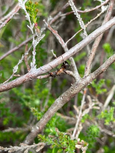 Formica polyctena photo 31