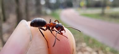 Formica polyctena — worker photo 32