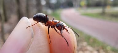 Formica polyctena — worker photo 33
