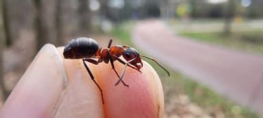 Formica polyctena — worker photo 34