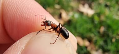 Formica polyctena — worker photo 37