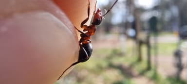 Formica polyctena — worker photo 38