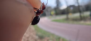 Formica polyctena — worker photo 41
