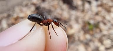 Formica polyctena — worker photo 42