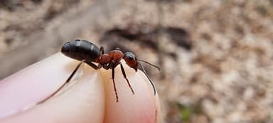 Formica polyctena — worker photo 43
