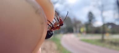 Formica polyctena — worker photo 45