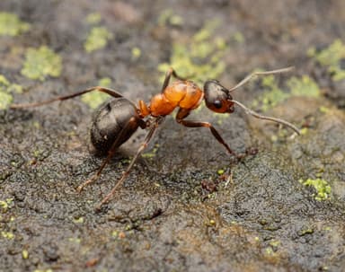 Formica polyctena — colony photo 49