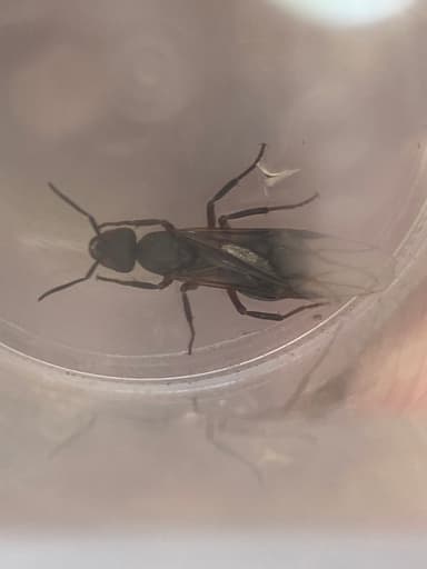 Formica polyctena photo 55