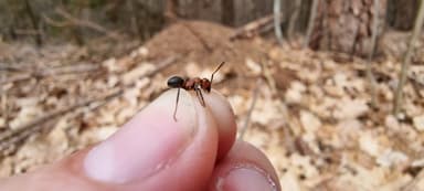 Formica polyctena — worker photo 57