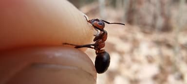 Formica polyctena — worker photo 58