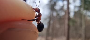 Formica polyctena — worker photo 59