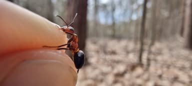 Formica polyctena — worker photo 60