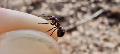 Formica polyctena — worker photo 61