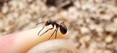 Formica polyctena — worker photo 62