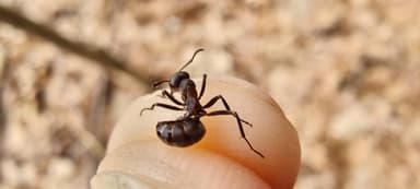 Formica polyctena — worker photo 63