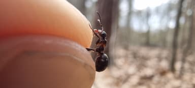 Formica polyctena — worker photo 64