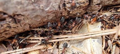 Formica polyctena — worker photo 66