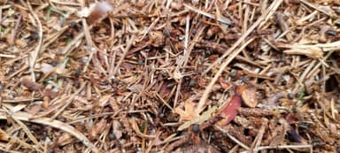 Formica polyctena — worker photo 67
