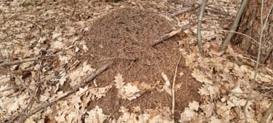 Formica polyctena — worker photo 70