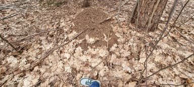 Formica polyctena — worker photo 71