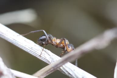 Formica polyctena — queen photo 76