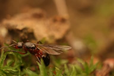 Formica polyctena photo 83