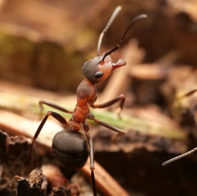 Formica polyctena — worker photo 92