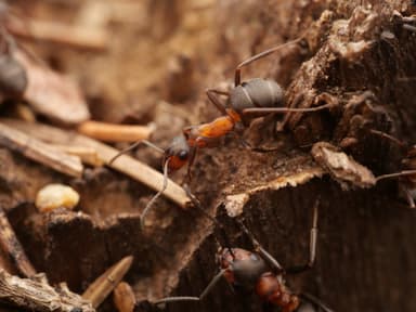 Formica polyctena — worker photo 94