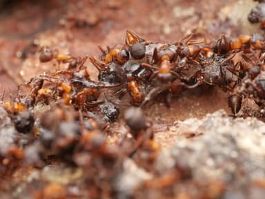 Formica polyctena — worker photo 95