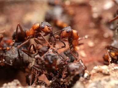 Formica polyctena — worker photo 96