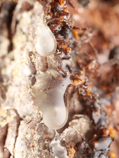 Formica polyctena — worker photo 97