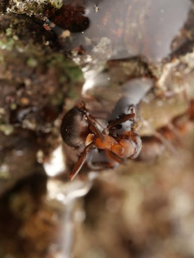 Formica polyctena — worker photo 98