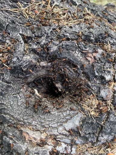 Formica polyctena photo 99