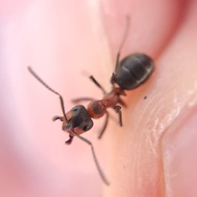 Formica polyctena — colony photo 102