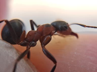 Formica polyctena — colony photo 103