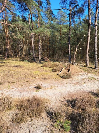 Formica polyctena — colony photo 106