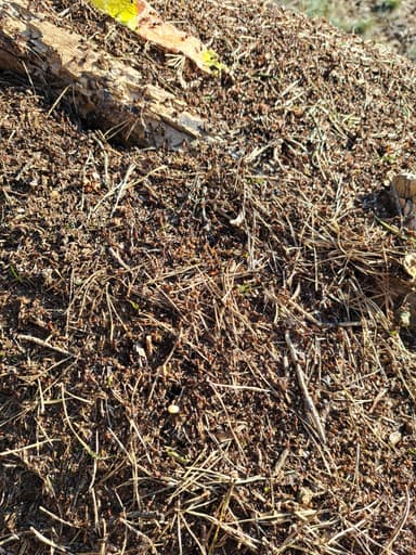 Formica polyctena — colony photo 108