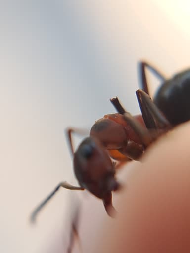 Formica polyctena — colony photo 111