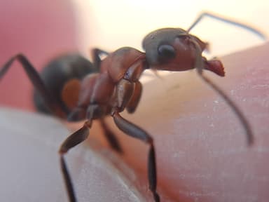 Formica polyctena — colony photo 113