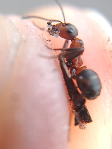 Formica polyctena — colony photo 114