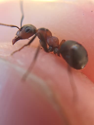 Formica polyctena — colony photo 115