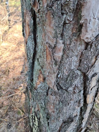 Formica polyctena — colony photo 118