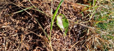 Formica polyctena — worker photo 123