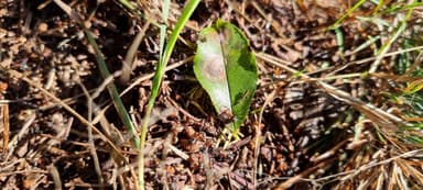 Formica polyctena — worker photo 124