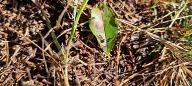 Formica polyctena — worker photo 125