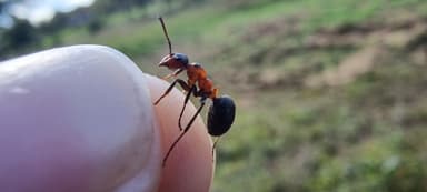 Formica polyctena — worker photo 126