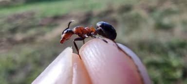Formica polyctena — worker photo 130