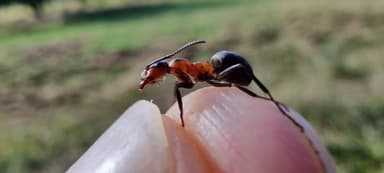 Formica polyctena — worker photo 131