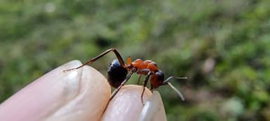 Formica polyctena — worker photo 132